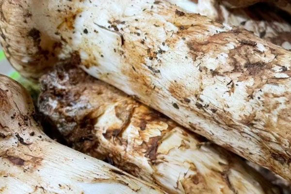 松茸菌蓋和菌柄的營養(yǎng)一樣嗎，流鼻血可以吃松茸嗎